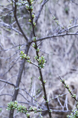 snow on the branches