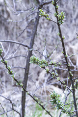 snow on branches