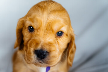 Closeup cocker spaniel puppy dog lies on a white cloth and look on you