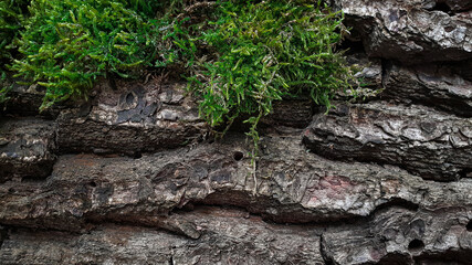 Dark bark of a tree with cracks covered with moss. Gloomy atmospheric natural texture background Flat lay wirh copy space
