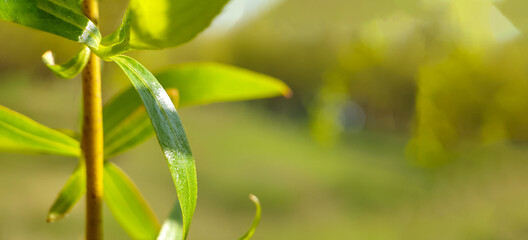 Close-up shot of thin willow branches with fresh leaves. Spring green background with copy space. Selective focus on osier leaves , background in blur