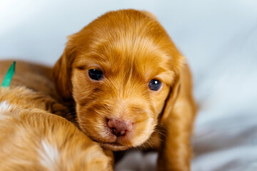 Closeup cocker spaniel puppy dog lies on a white cloth and look on you