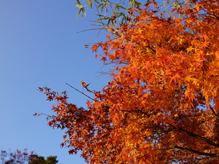 Autumn leaves and  Blue sky