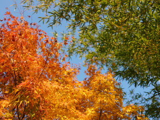 Autumn leaves and  Blue sky