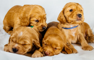 Close-Up cocker spaniel puppies dogs play on white cloth