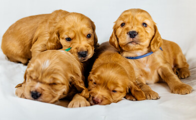 Close-Up cocker spaniel puppies dogs play on white cloth