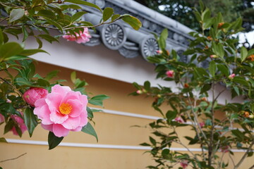 Pink camellia flowers, roof tiles and stucco walls
