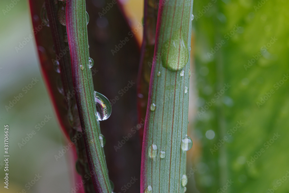 Wall mural rain drop purity on leaf with nature background,in season