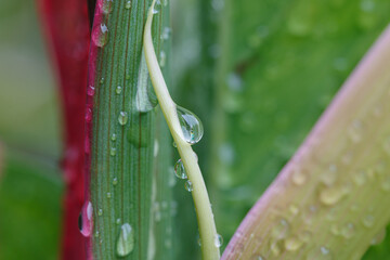 Rain drop purity on leaf with nature background,In season