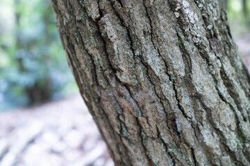 The surface of a close-up tree
