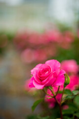 rose