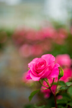 rose