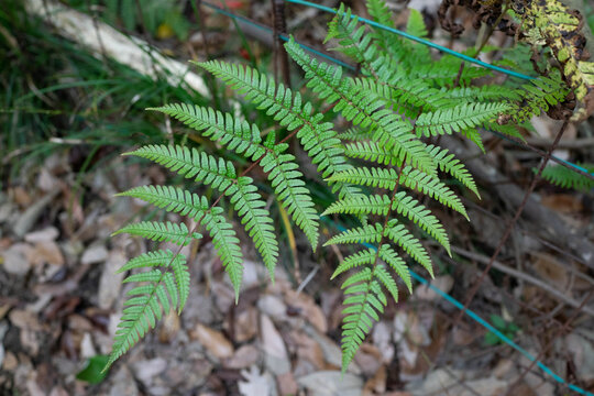 Pterophyta that grows naturally in the shade