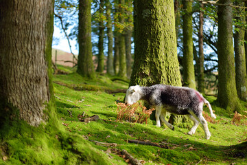 Obraz premium Sheep marked with colorful dye grazing in green pastures. Adult sheep and baby lambs feeding in lush meadows of England.