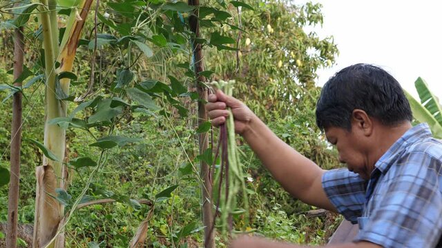 4K Asian senior man harvesting Asparagus bean, yardlong or Chinese long bean with nature background of house fence. Concept of agriculture and gardening at home, organic farm, healthy vegetable food.