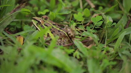 frog in the grass