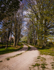 Fototapeta na wymiar Road to the country house through an alley of large trees in spring, a flowering pear tree can be seen in the distance