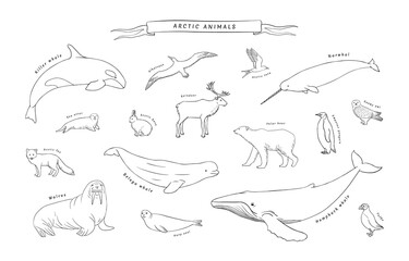 Arctic animals set in vector. North pole fauna realistic sketch line illustration isolated on white background. Polar bear, walrus, arctic fox, killer whale, seal, penguin and more
