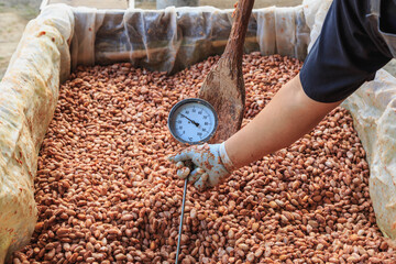 fermenting cocoa beans to make chocolate.