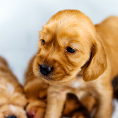 Closeup cocker spaniel puppy dog's head on a white cloth