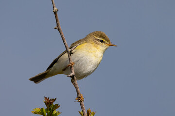 Willow Warbler