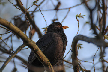 Close up of a common blackbird (turdus merula) male during spring