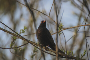 Close up of a blackbird male in spring