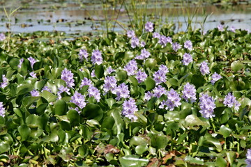 Common Water Hyacinth / Eichhomia crasspes / and Black River. Jamaica.
