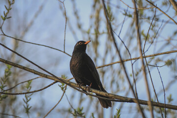 Close up of a common blackbird (turdus merula) male during spring