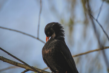 Young common blackbird (turdus merula) cleaning its feathers close up