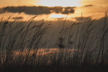 Spring sunset sky in the field