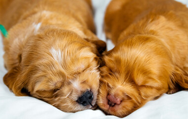 Fototapeta na wymiar Closeup two cocker spaniel puppies dog sleeps on a white cloth