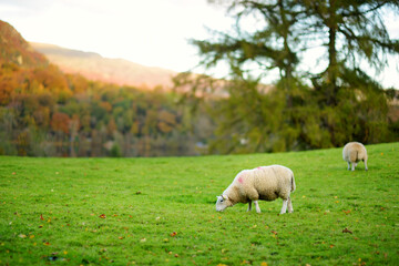 Sheep marked with colorful dye grazing in green pastures. Adult sheep and baby lambs feeding in...