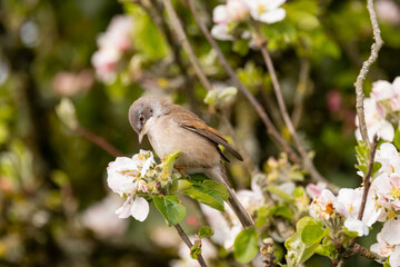 Whitethroat