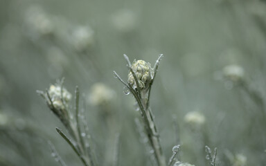 Flora of Gran Canaria -  forming inflorescences of Logfia natural macro floral background
