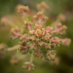 Flora of Gran Canaria -  Aeonium percarneum, succulent plant endemic to the island, natural macro floral background
