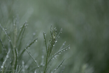 Flora of Gran Canaria -  forming inflorescences of Logfia natural macro floral background
