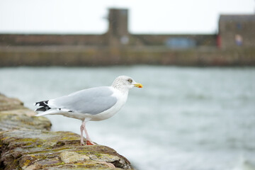 Seagulls at pier of Whitehaven harbour in Cumbria, England, UK