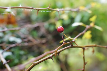 A branch of red wild rose hips on autumn day