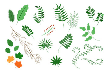 Leaves set isolated. Collection of plants on white background. Vector illustration