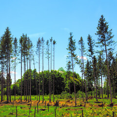 Rare pine forest . Nature reserve with fir tree