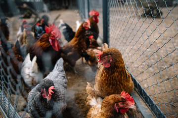 free range chicken in farm