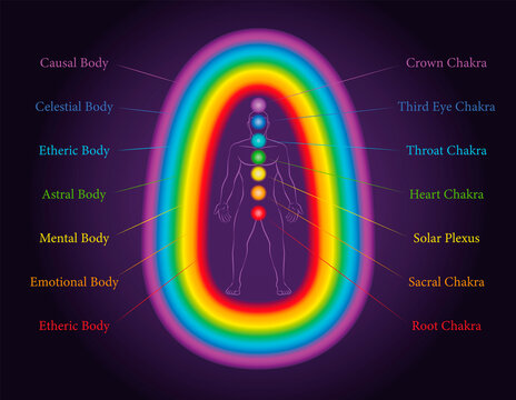 Aura bodies. The seven layers of a meditating man with related chakras in the same colors. Etheric, emotional, mental, astral, celestial and causal layer. Labeled vector illustration chart.
