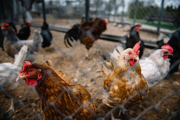 range chickens on the farm