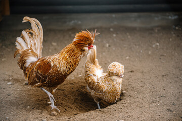 rooster and hen in the farm