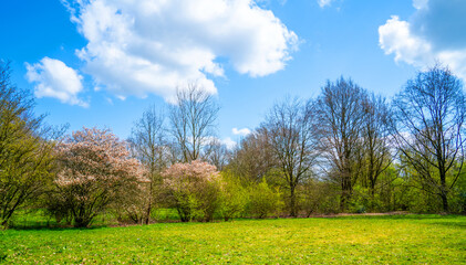 Spring day with flowering trees in the park
