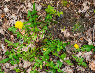 Close up of Common Dandelion (Taraxacum officinale)
