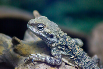 Lizard on a tree