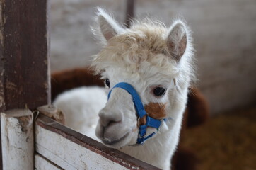 zwierzak, lama, alpaka, wielbłąd, ssak, futro, glow, lama, farma, biała, portret, wełna, charakter, ogród zoologiczny, braun, bystra, peru, buzia, pustynia, dzika natura, furry, dzika, owłosienie, kło © Szymon