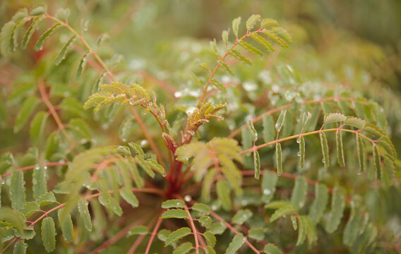 Flora of Gran Canaria -  pinnate leaves of Dendriopoterium pulidoi, plant endemic to the island 
and vulnerable species, natural macro floral background
